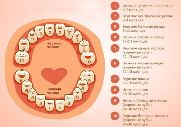 Схема появления зубов