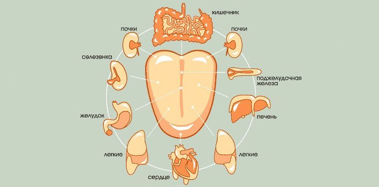 Состояние языка и органов человека