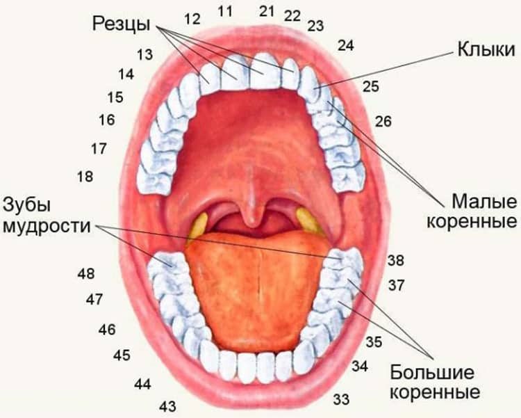 обозначение зубов