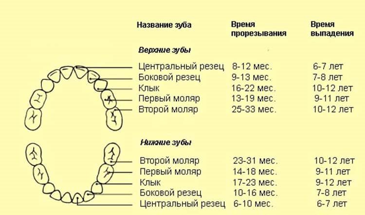 изображение с нумерацией молочных зубов