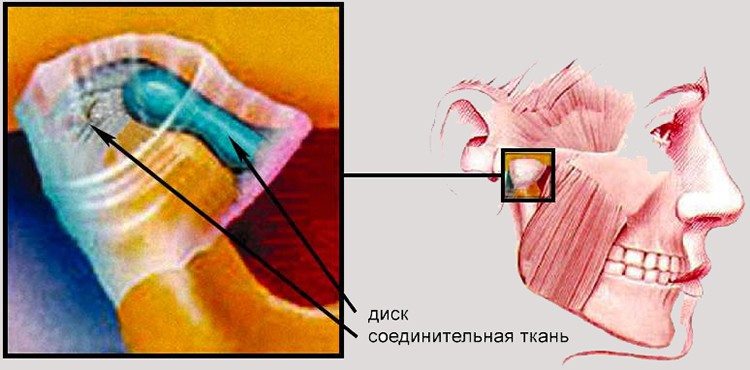 описание челюстного сустава