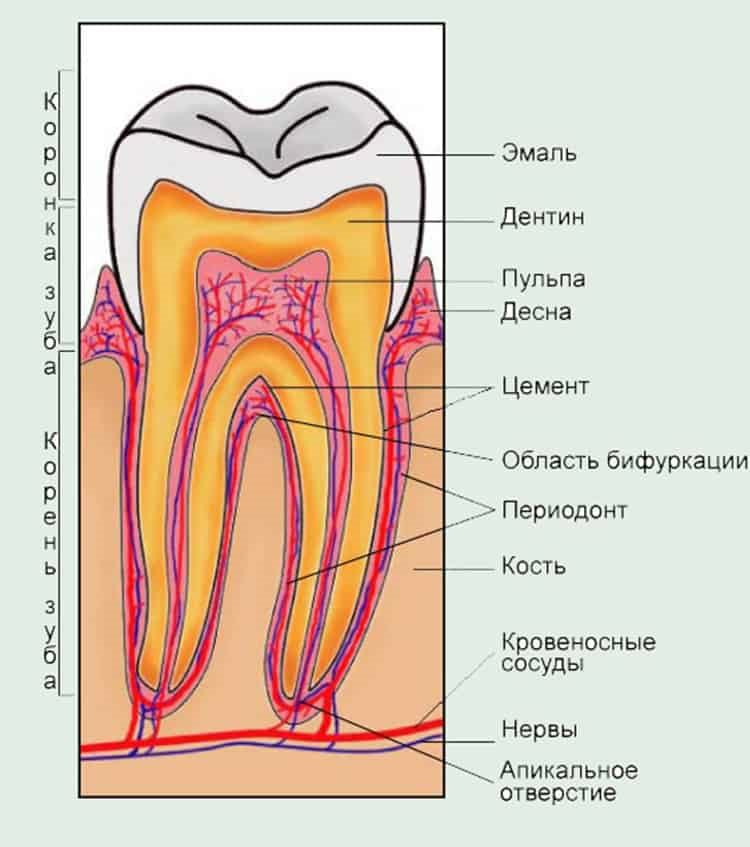 строение зуба