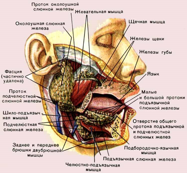 схема желез и мышц лица