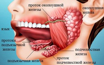 подъязычная железа