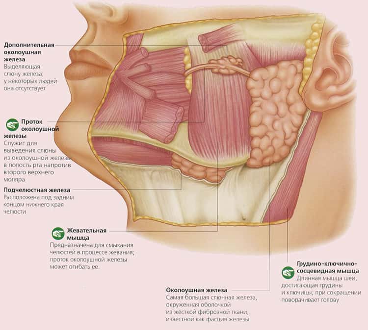 схема анатомии желез