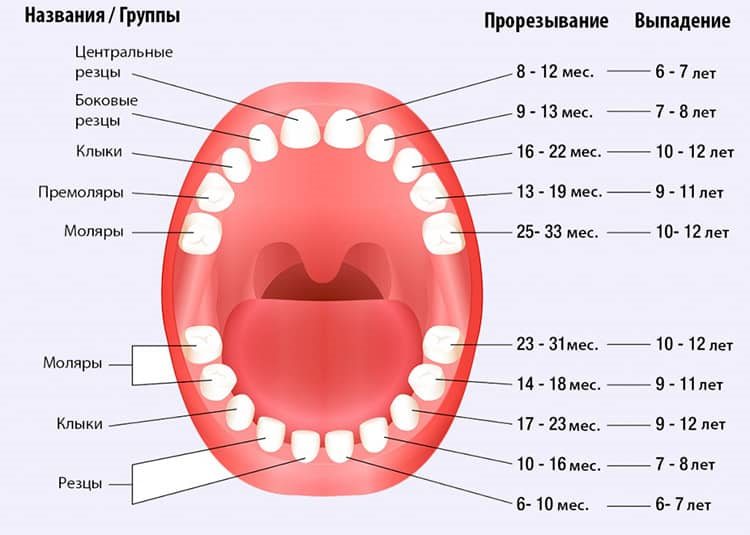 схема выпадения зубов
