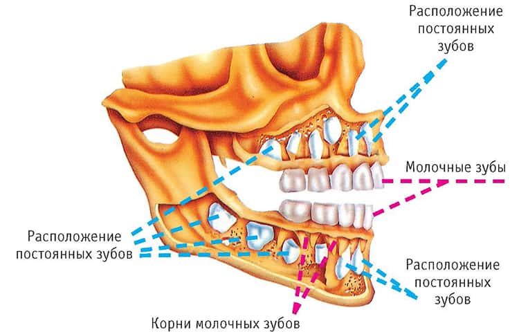 зубы коренные и молочные