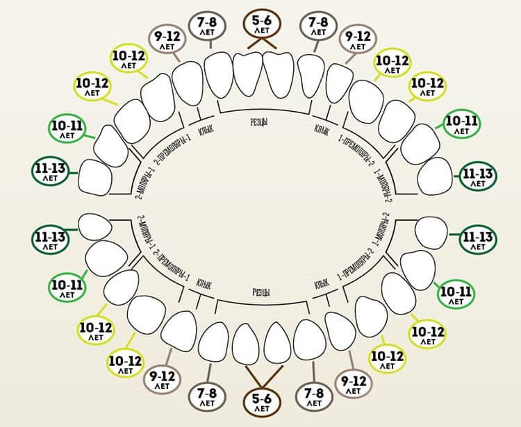 смена молочных зубов постоянными