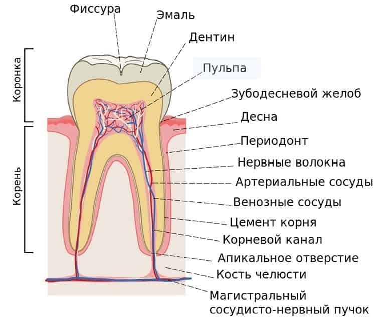 из чего состоит зуб