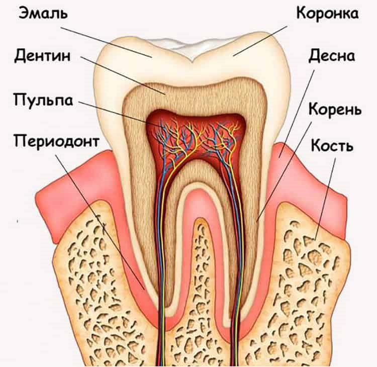 строение зуба