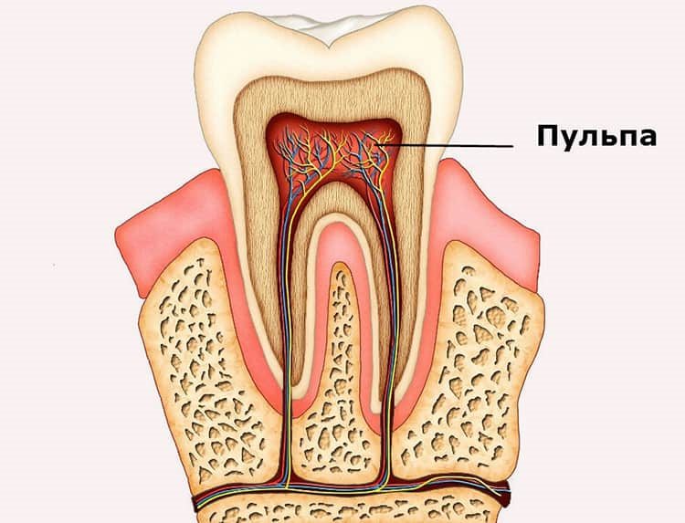 пульпа зуба