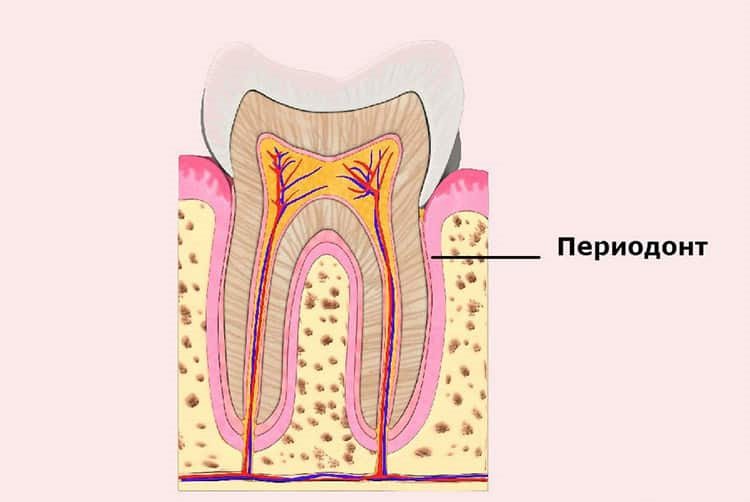 периодонт зуба