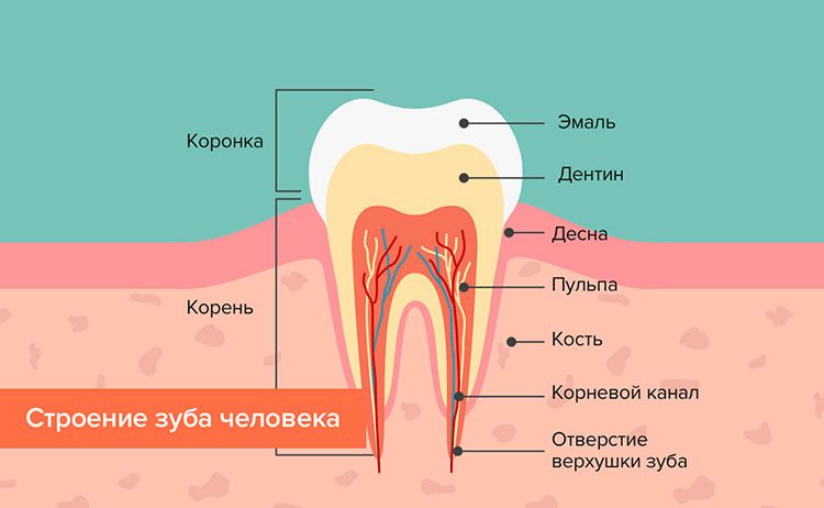 зубы человека - схема