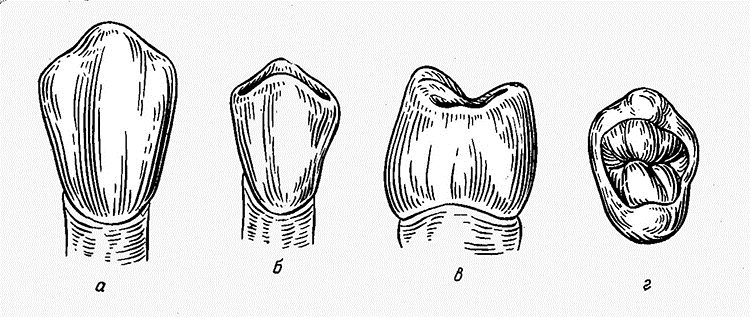 премоляр - коронка