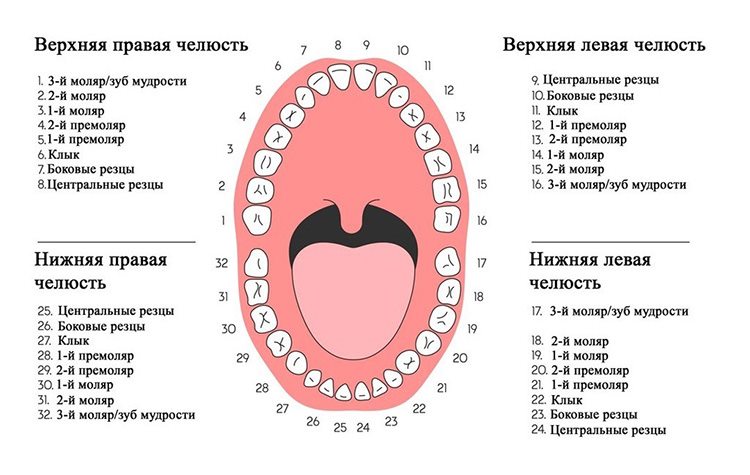 схема зубного ряда