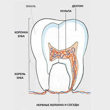 зуб человека