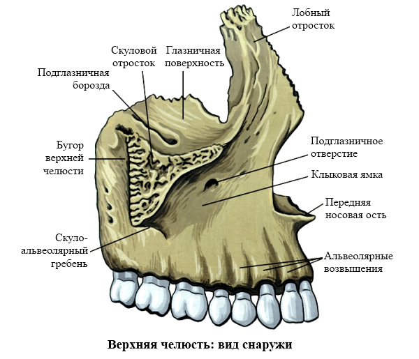 челюсть человека