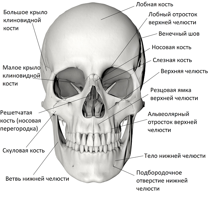 челюсть человека