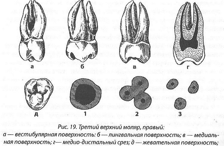 моляр челюсти