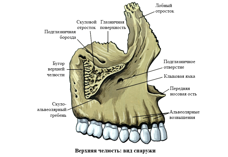 анатомия верхней челюсти