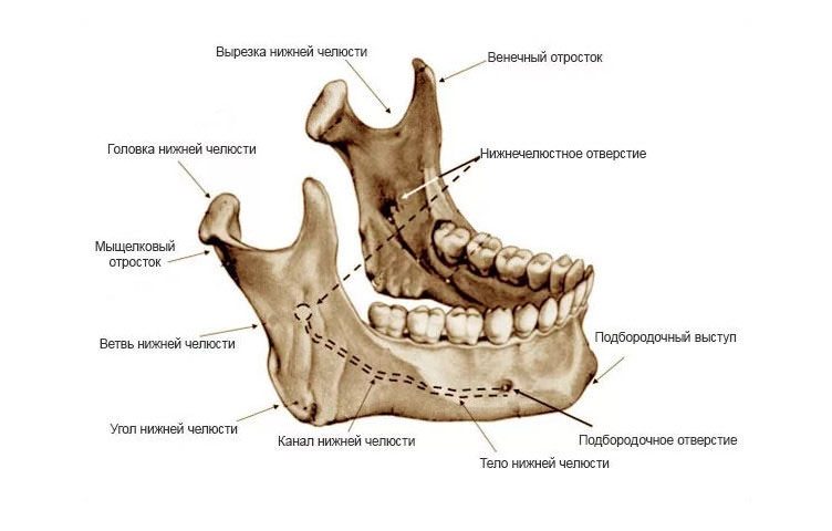 нижняя челюсть