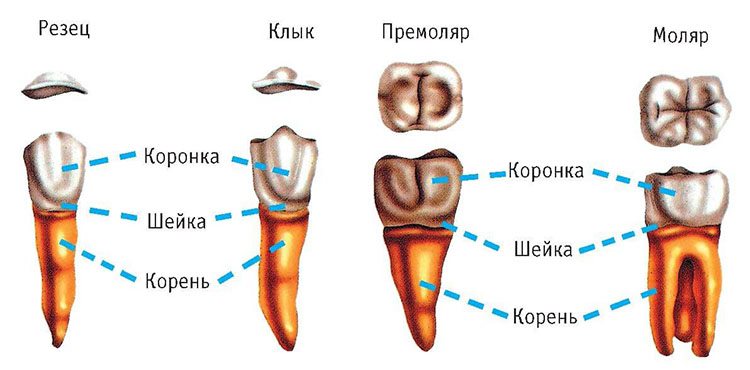 строение зубов